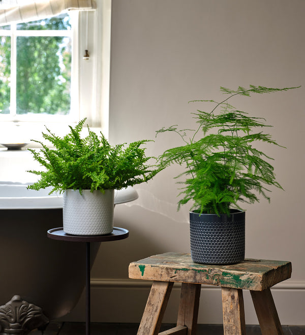 Fern Pair
