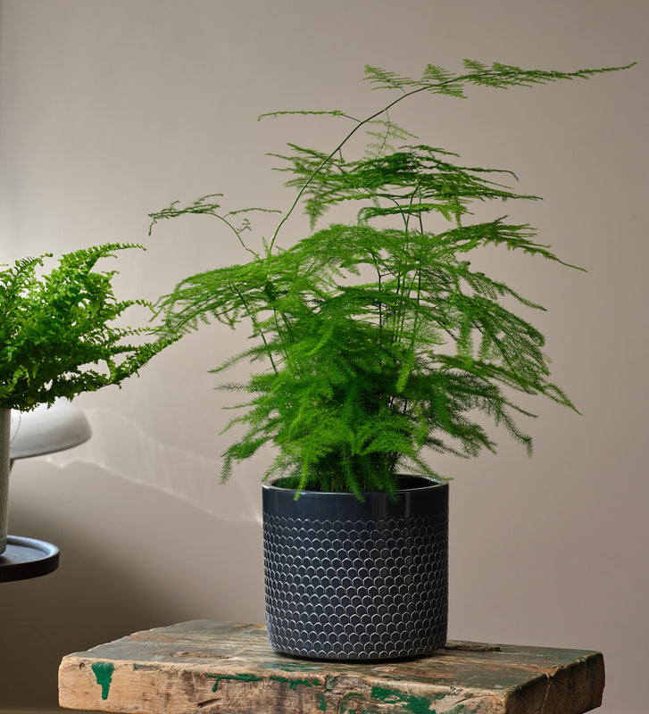 Fern Pair