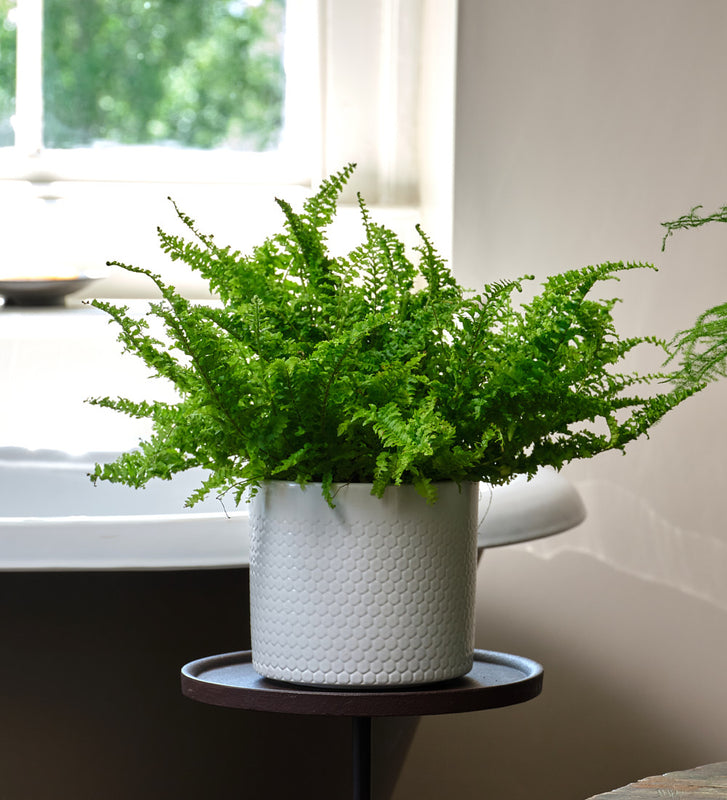 Fern Pair
