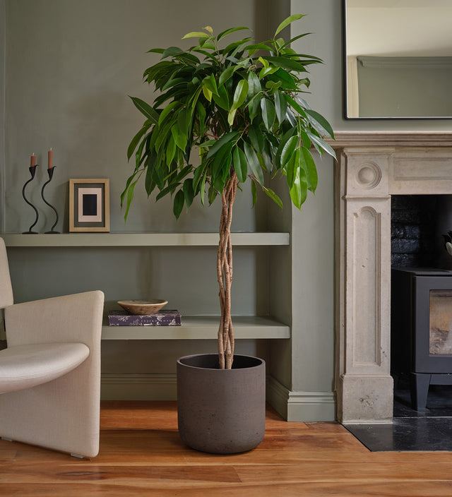 Ficus Alii Twisted Stem