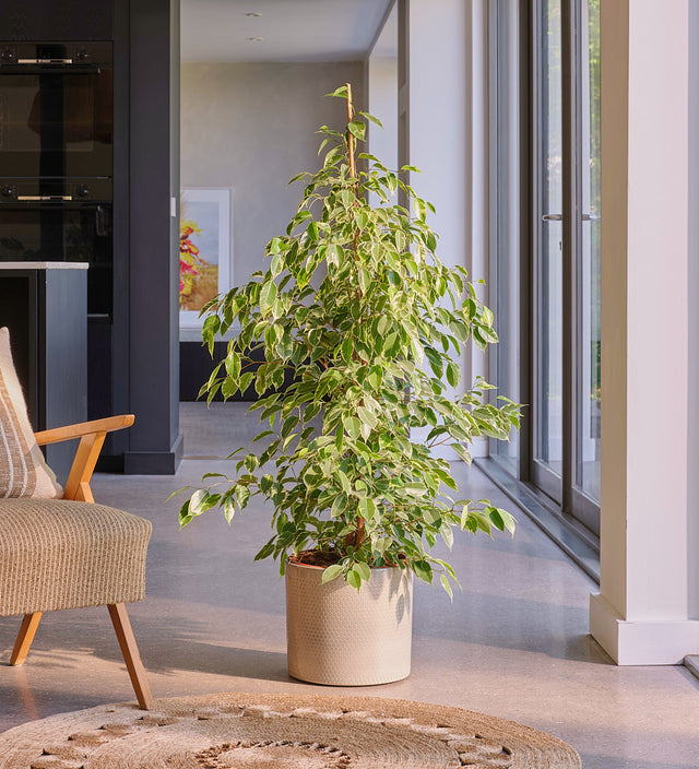 Ficus Benjamina Golden King