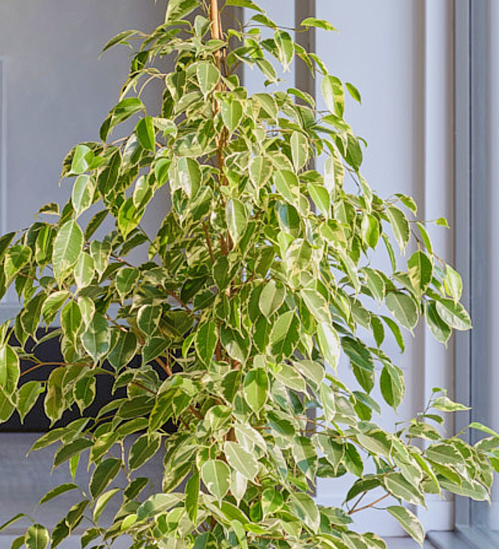 Ficus Benjamina Golden King