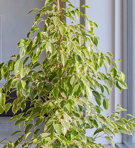 Ficus Benjamina Golden King