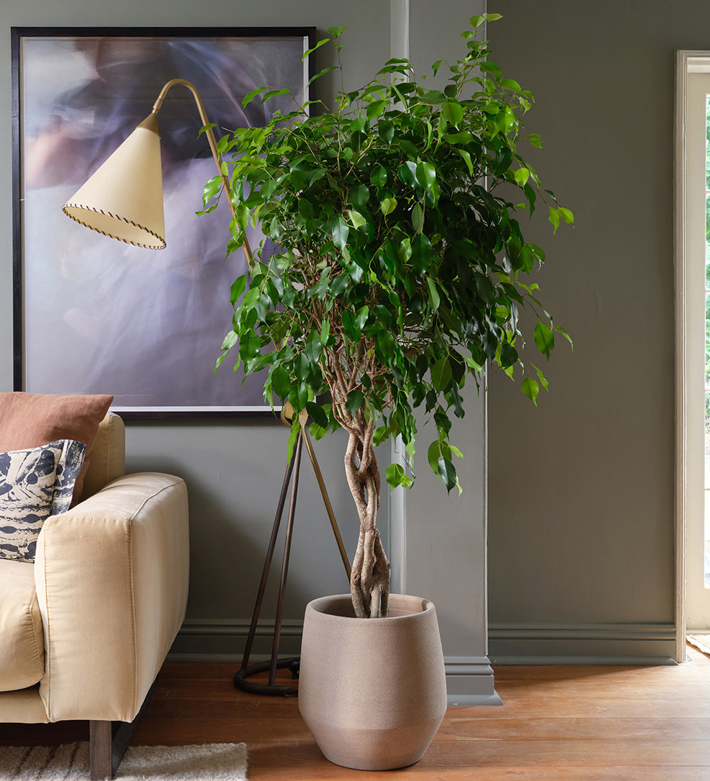 Ficus Benjamina Twisted Stem