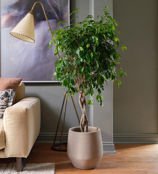 Ficus Benjamina Twisted Stem
