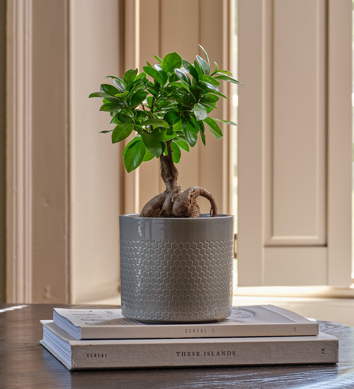 Bonsai Ficus Ginseng
