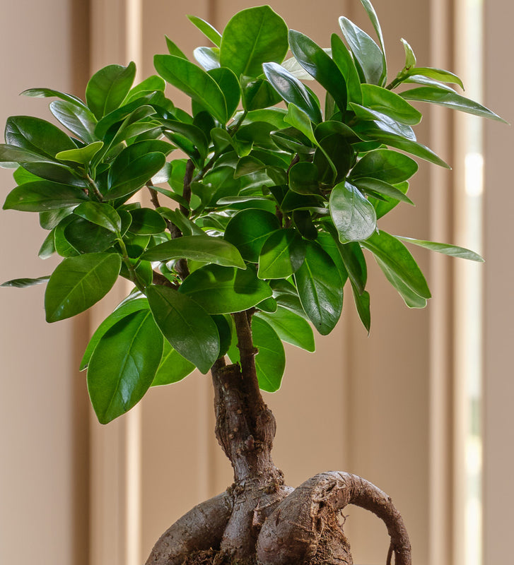 Bonsai Ficus Ginseng