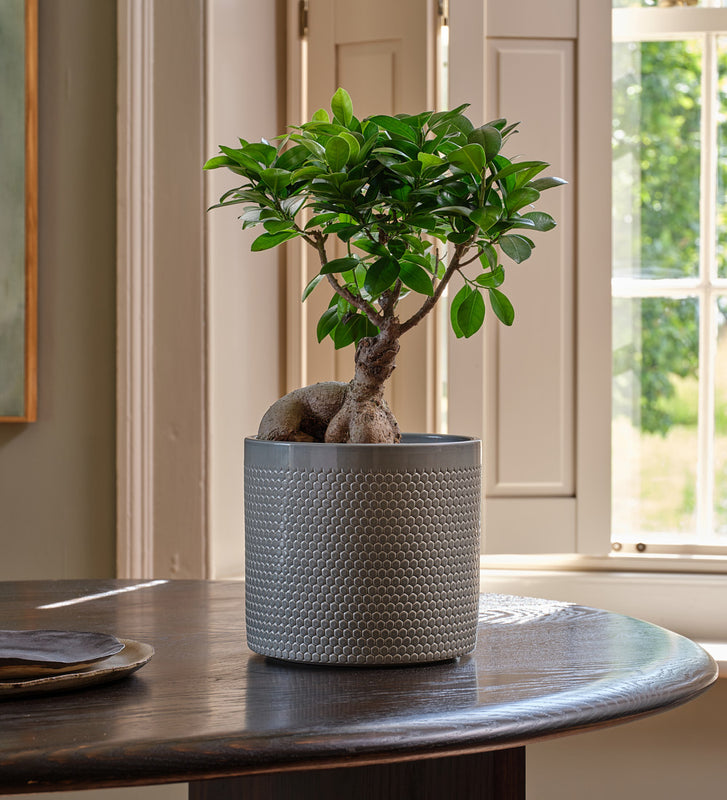 ikea bonsai tre Bonsai Ficus Ginseng