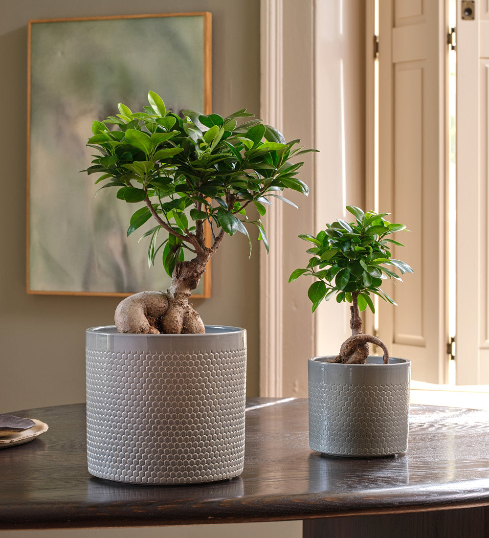Bonsai Ficus Ginseng