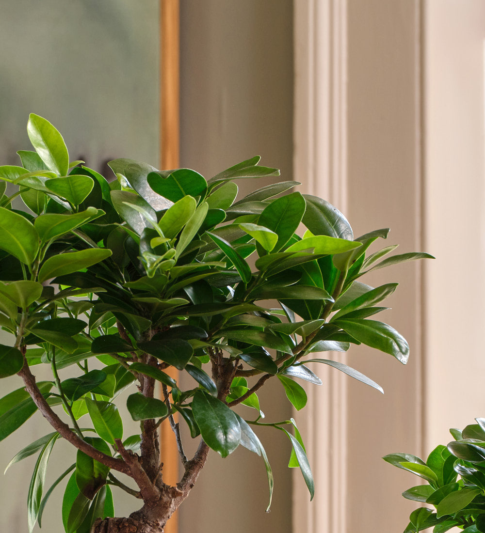 Bonsai Ficus Ginseng