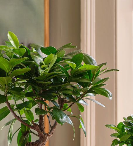 Bonsai Ficus Ginseng