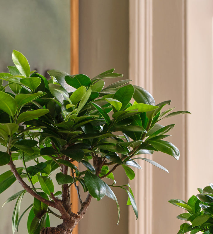 Bonsai Ficus Ginseng