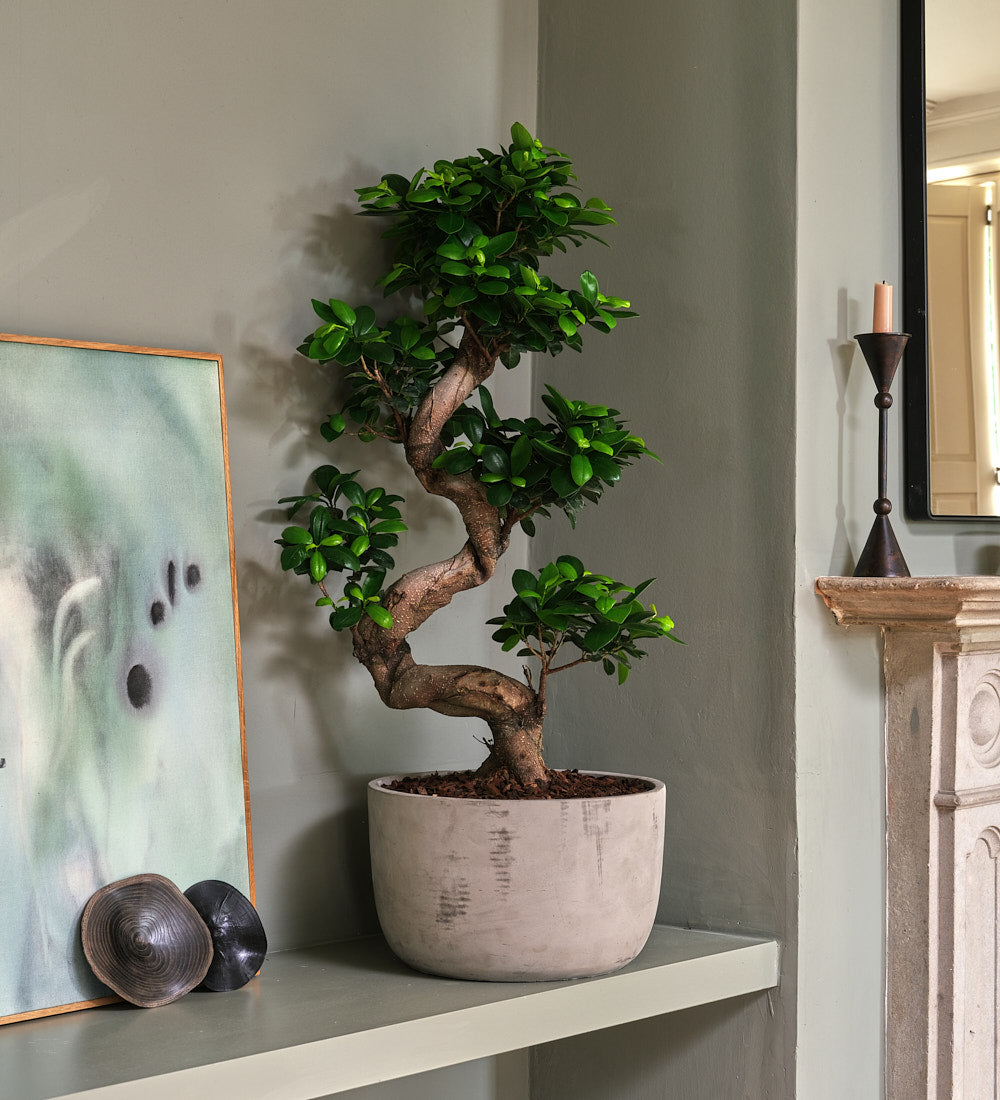 Bonsai Ficus Ginseng & Pot