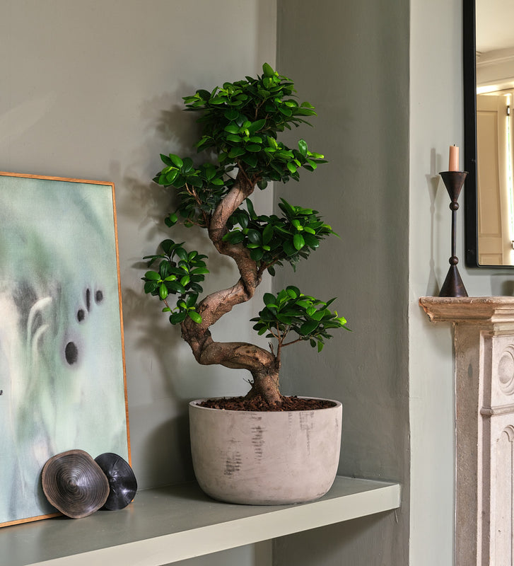 Bonsai Ficus Ginseng & Pot