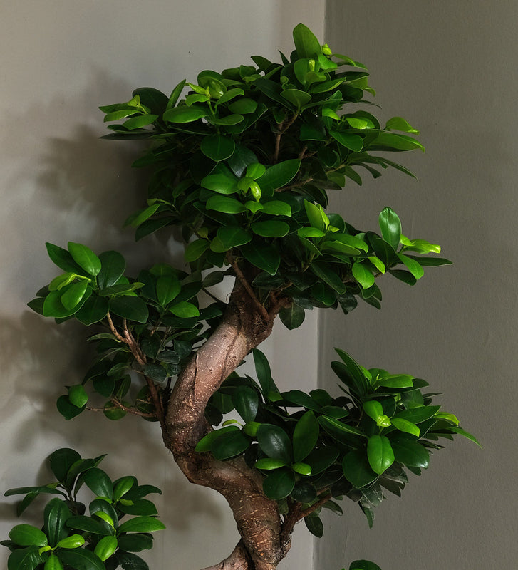 Bonsai Ficus Ginseng & Pot