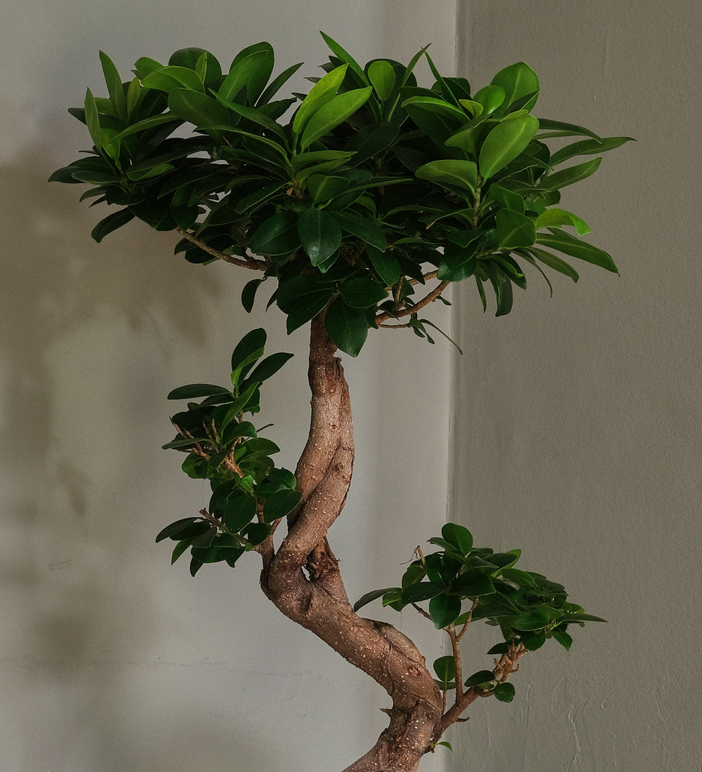Bonsai Ficus Ginseng & Pot