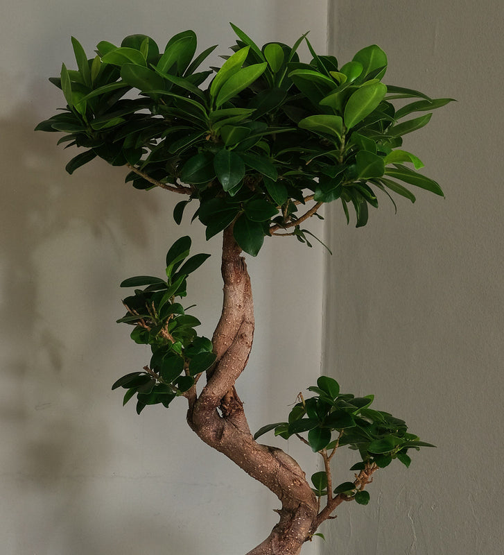 Bonsai Ficus Ginseng & Pot