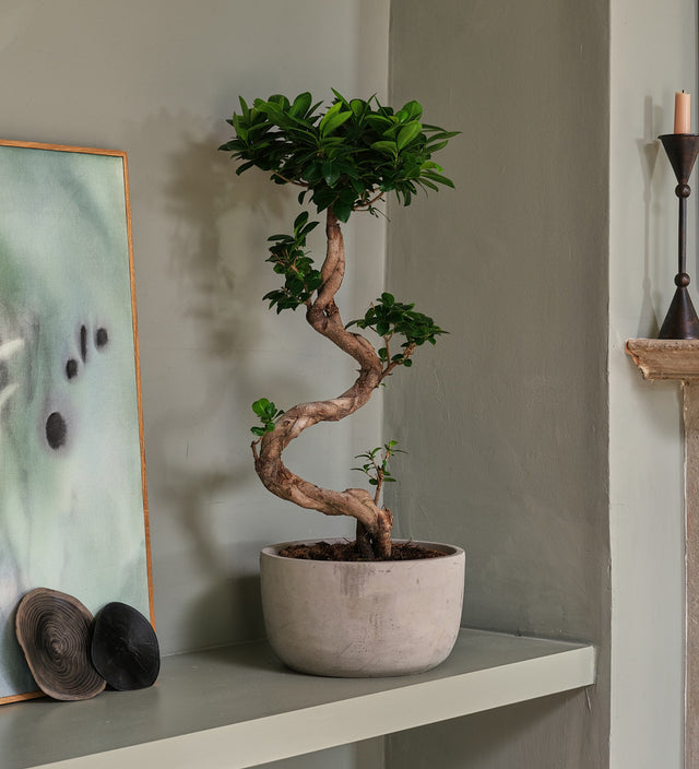 Bonsai Ficus Ginseng & Pot