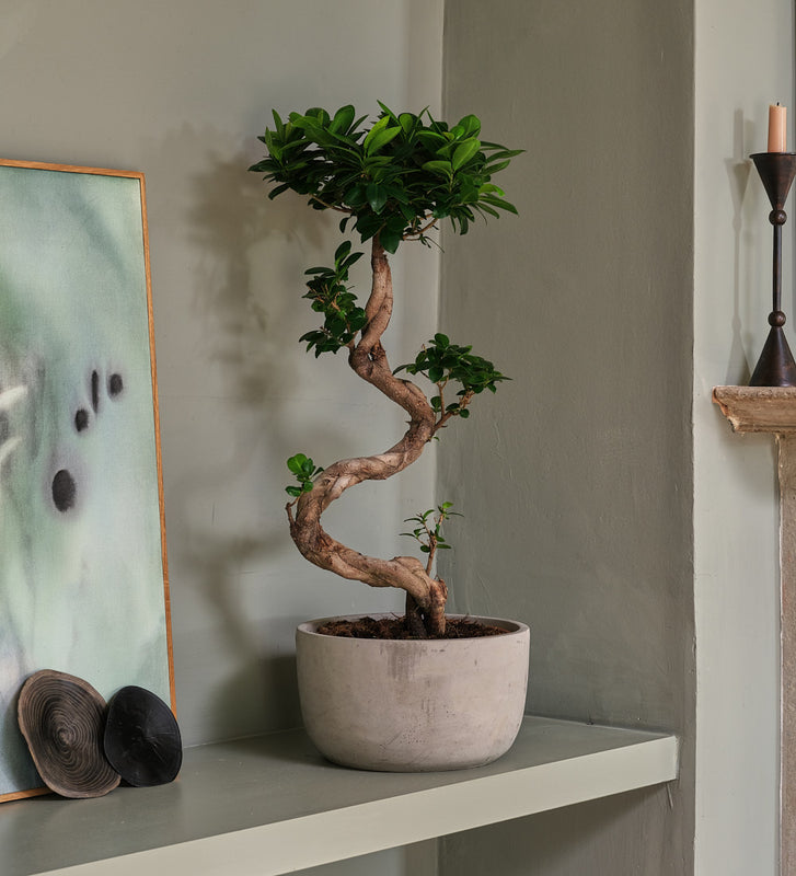 Bonsai Ficus Ginseng & Pot