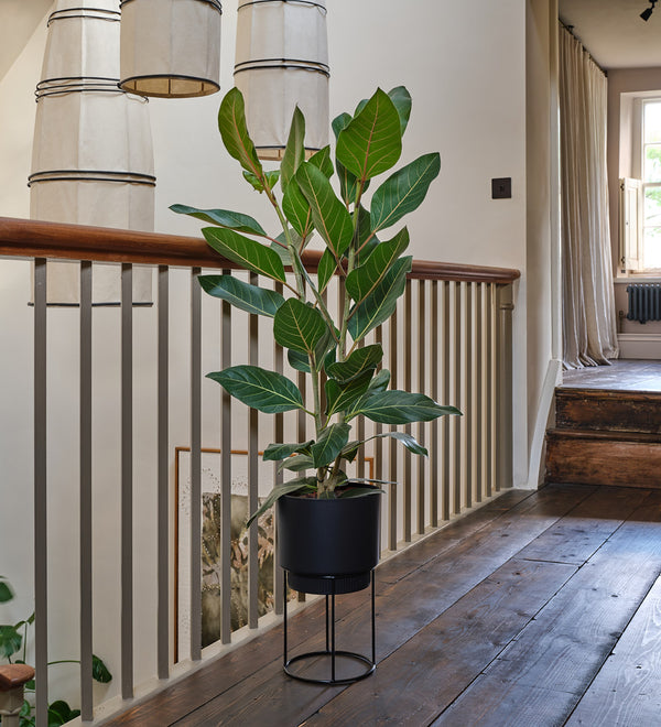 Ficus Joy