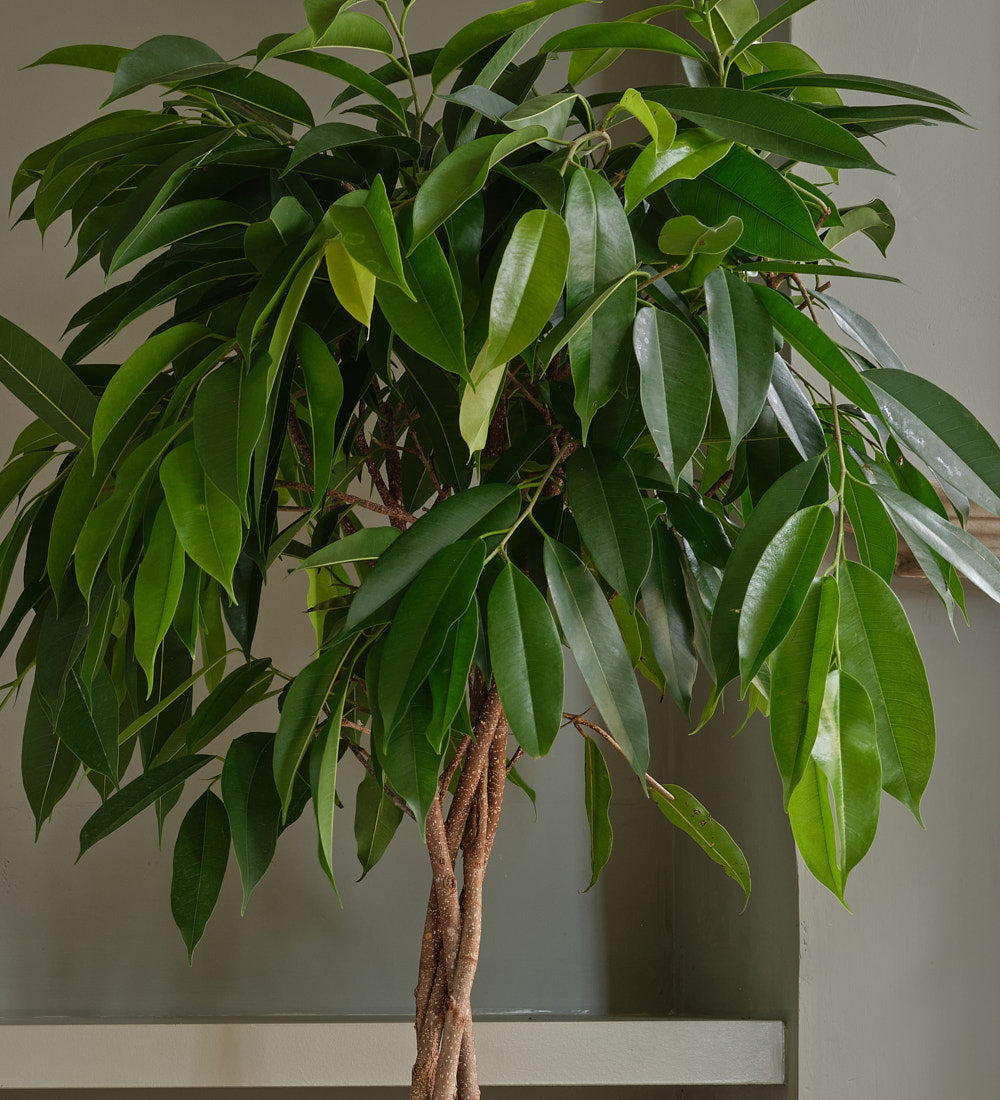 Ficus Alii Twisted Stem
