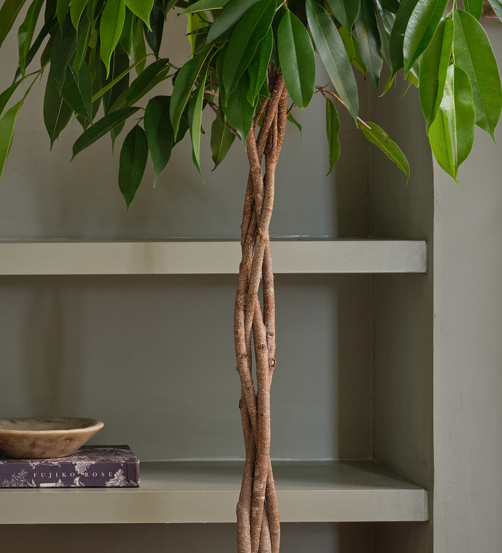 Ficus Alii Twisted Stem