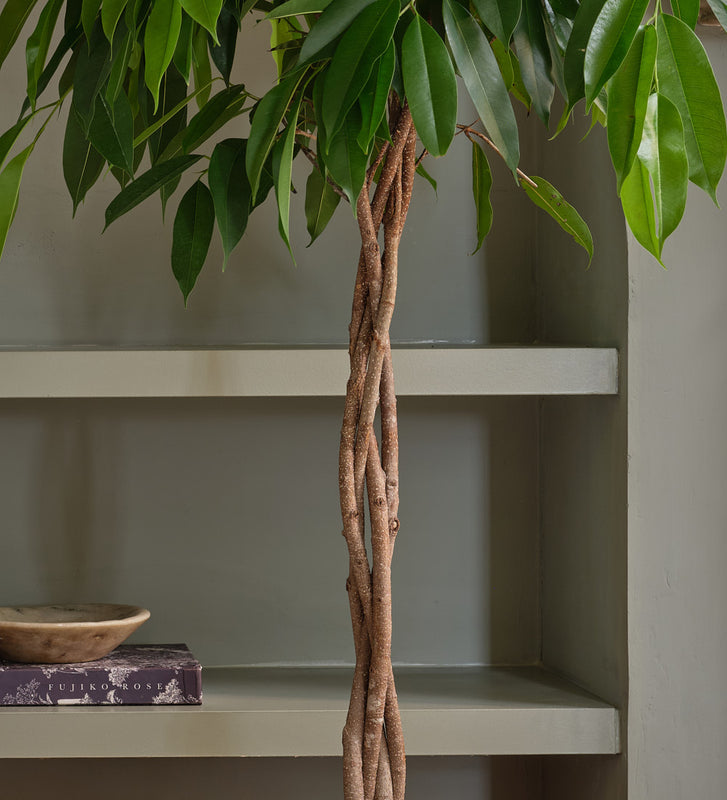 Ficus Alii Twisted Stem