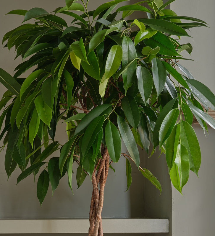 Ficus Alii Twisted Stem