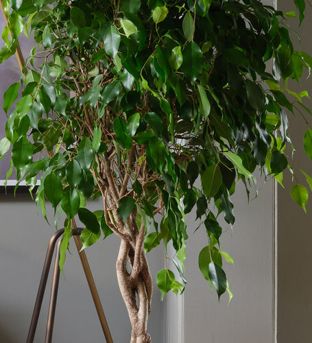Ficus Benjamina Twisted Stem