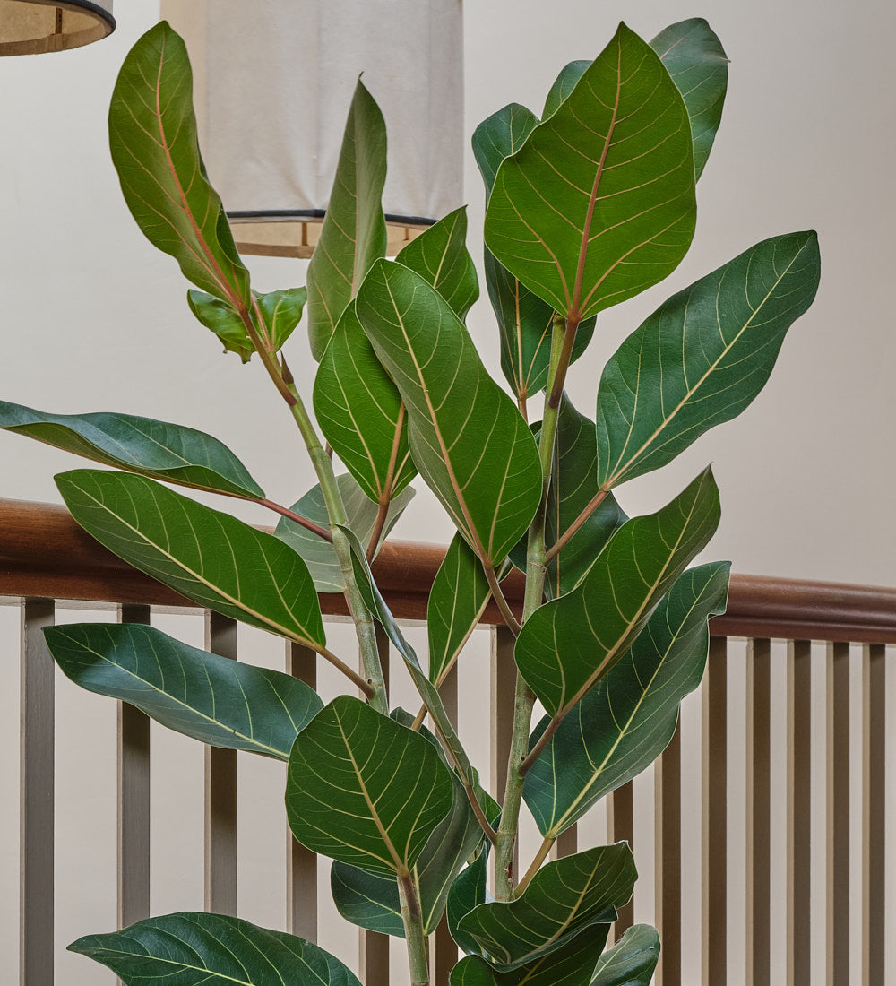 Ficus Joy