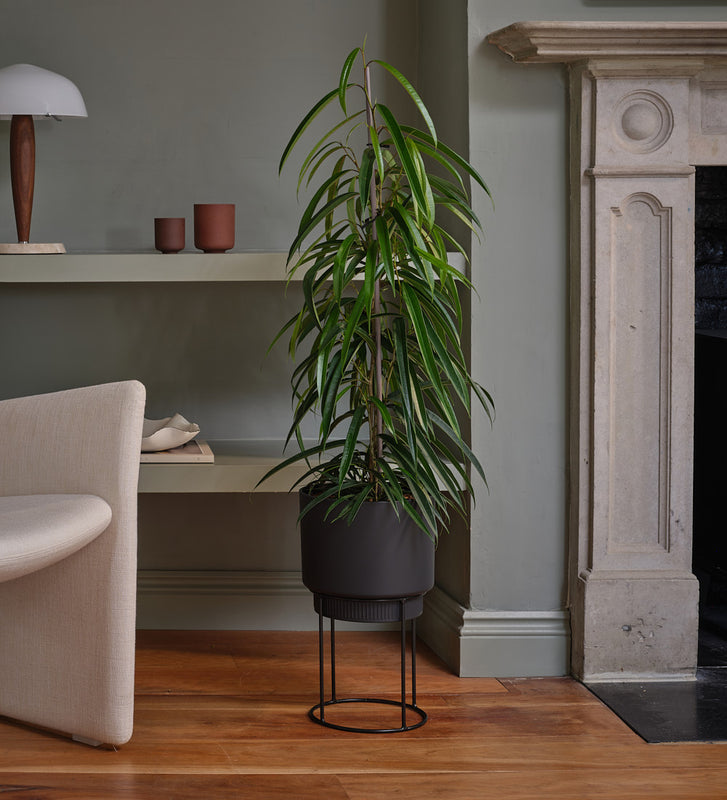 Ficus Amstel King