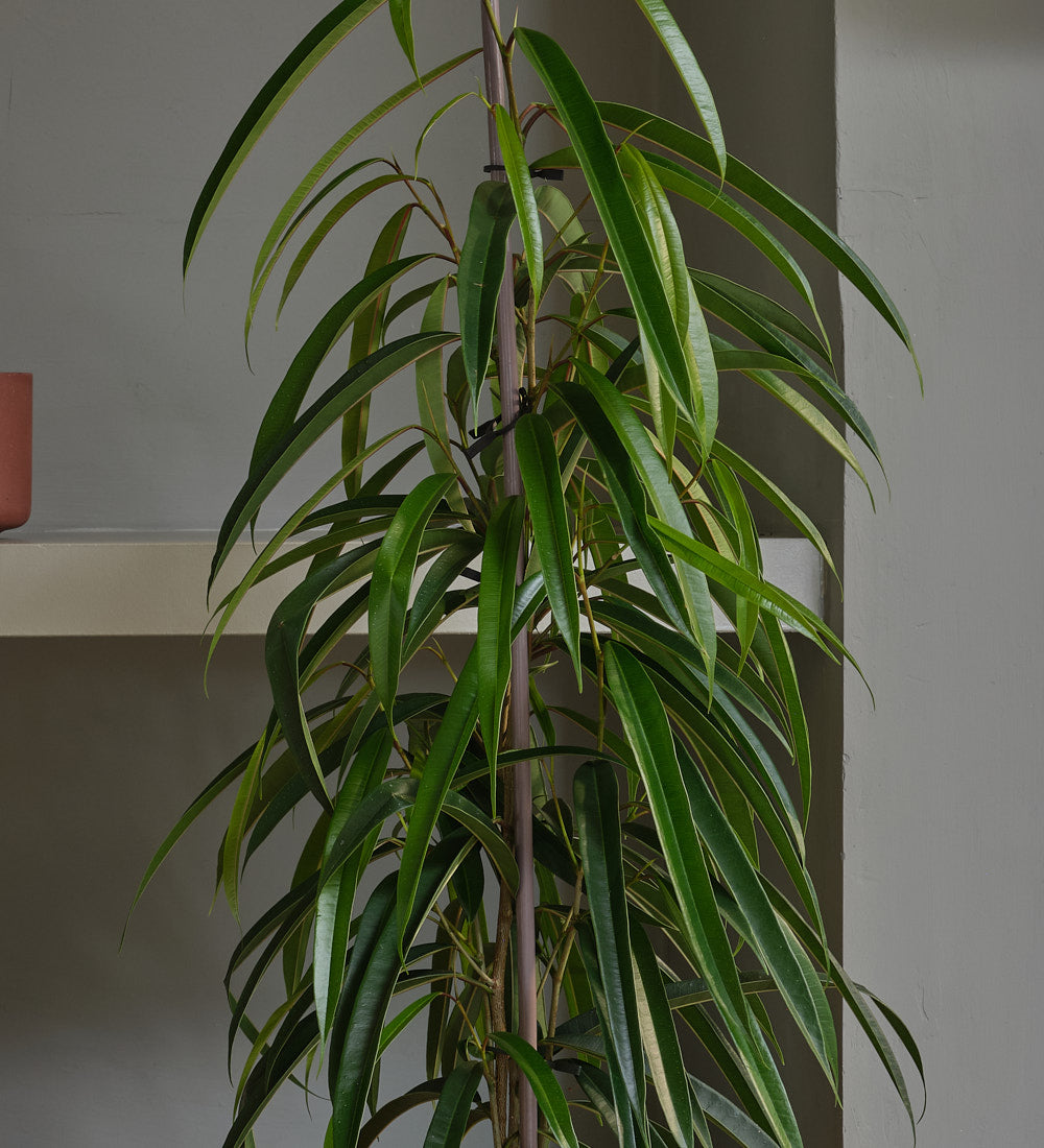 Ficus Amstel King