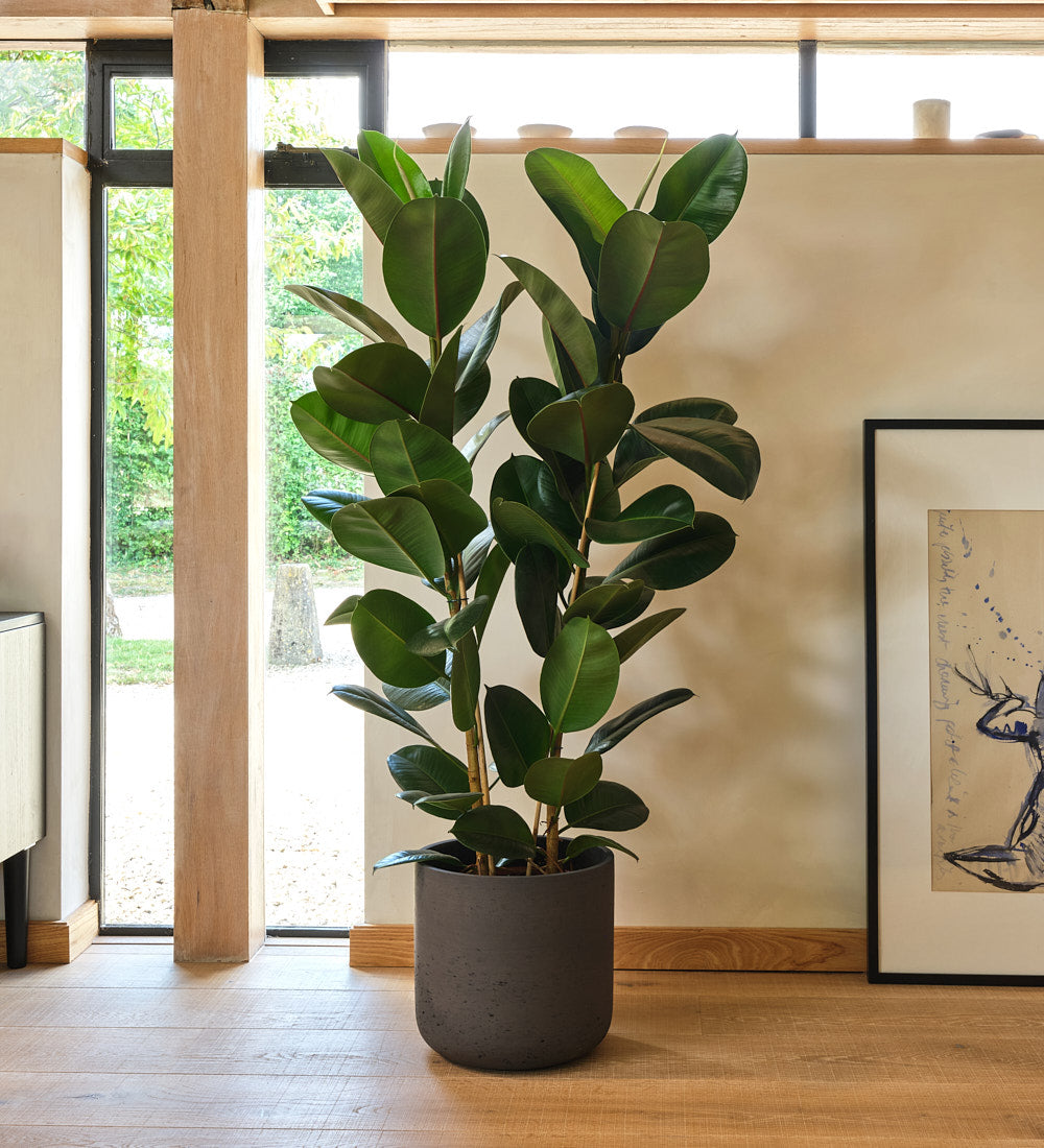 Rubber Plant Large
