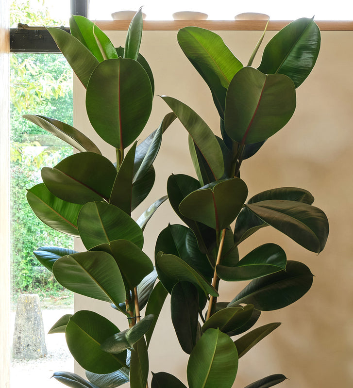 Rubber Plant