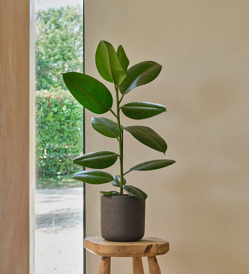 Rubber Plant