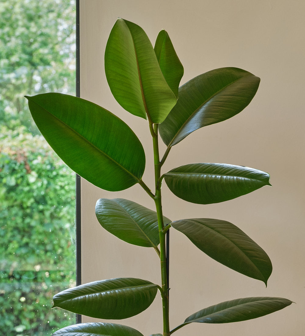 Rubber Plant