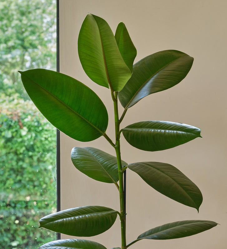 Rubber Plant