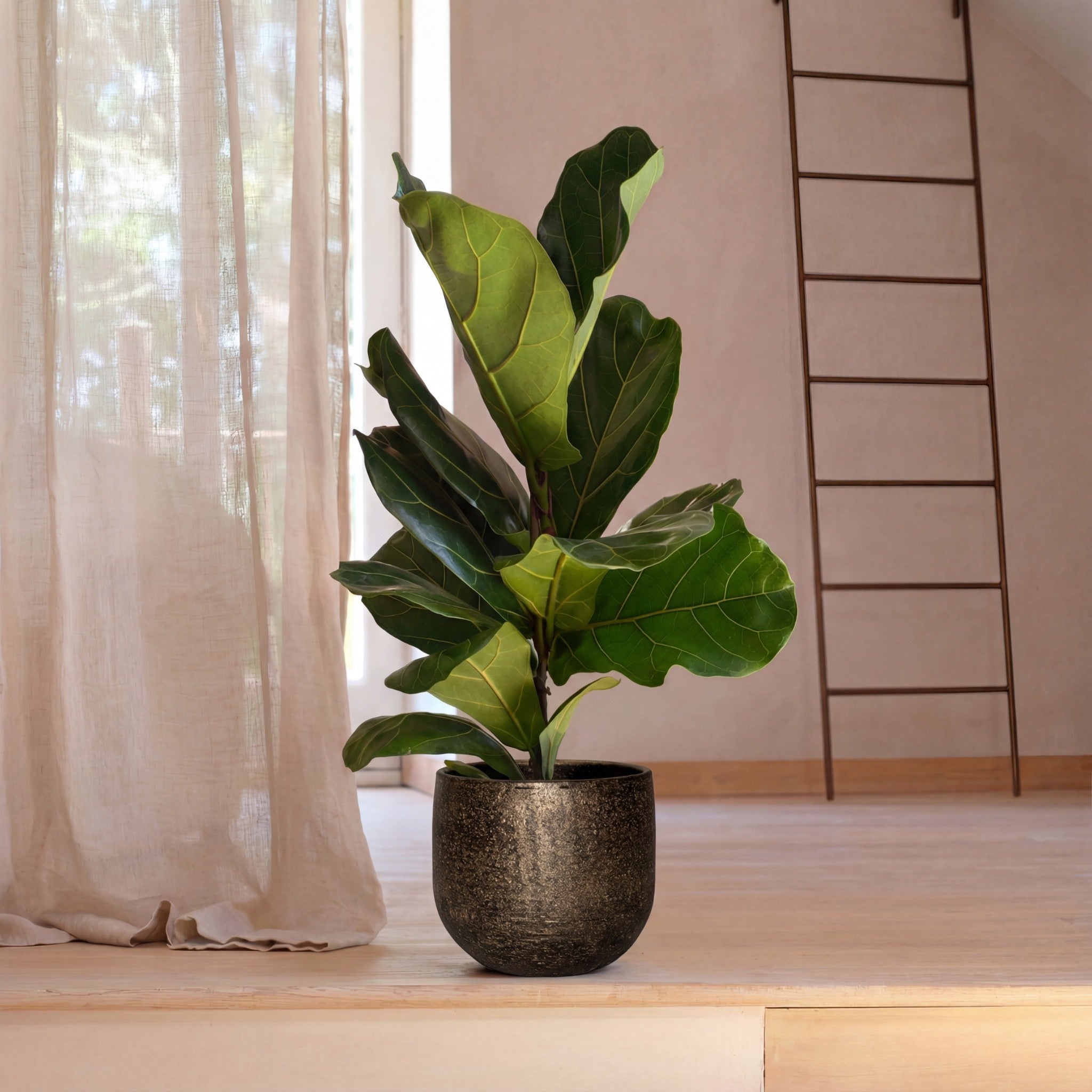 Fiddle-Leaf Fig
