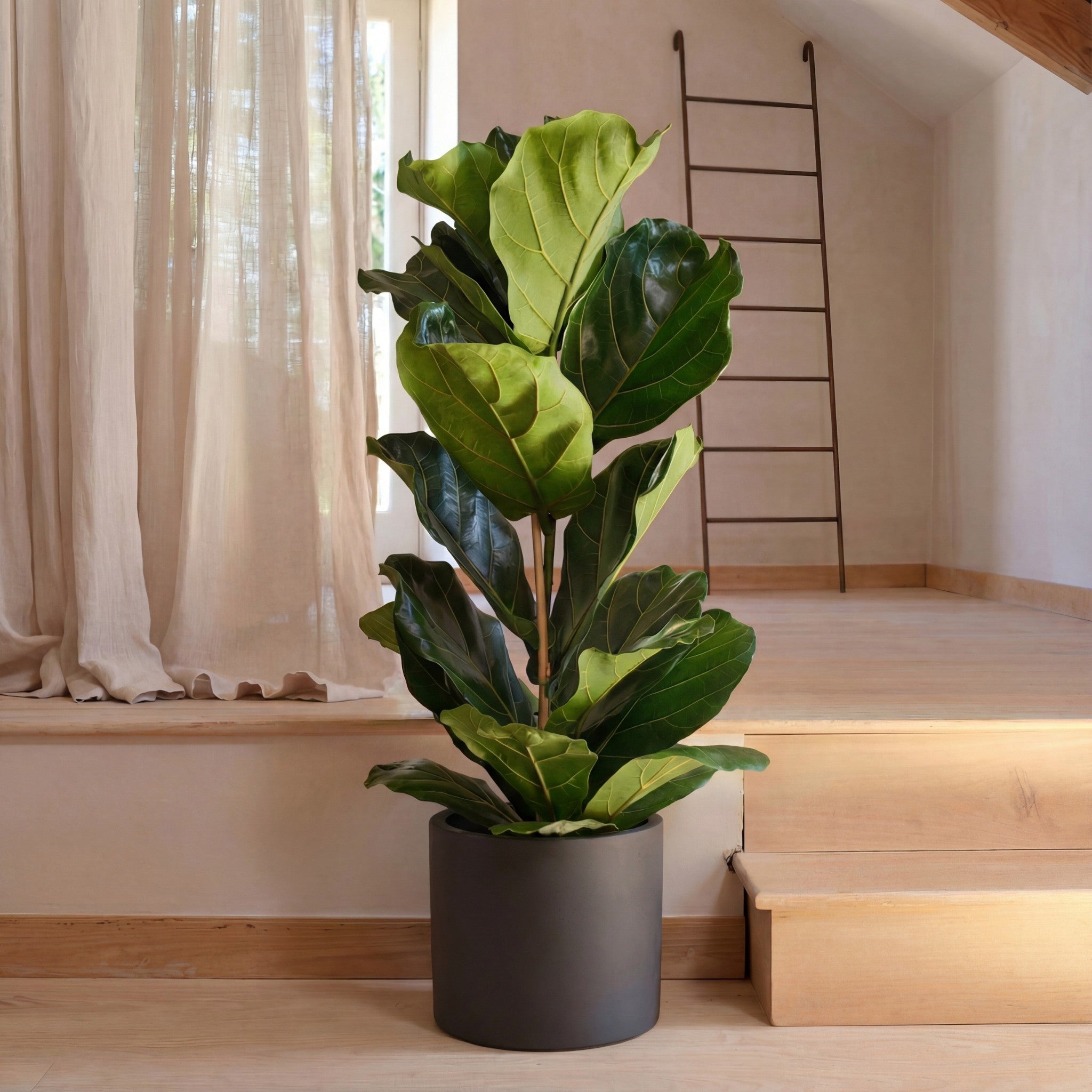 Fiddle-Leaf Fig