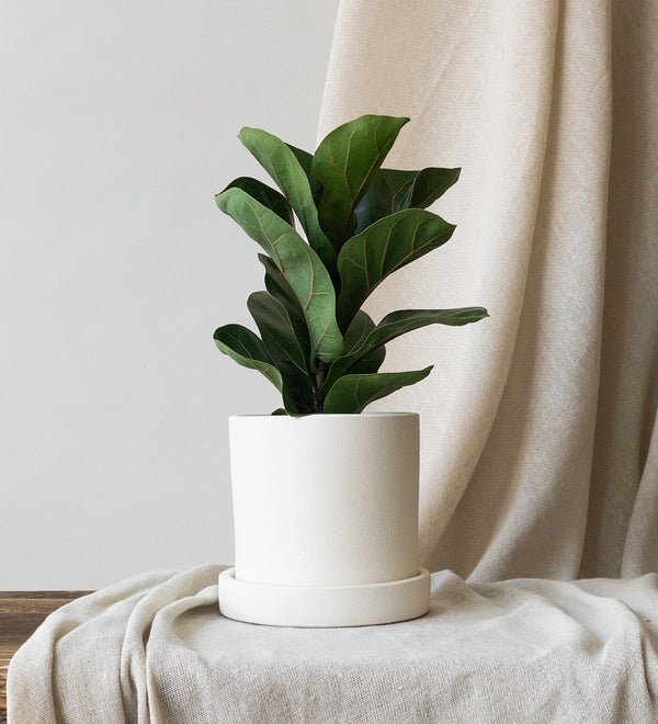 Fiddle Leaf Fig & Dalston Chalk