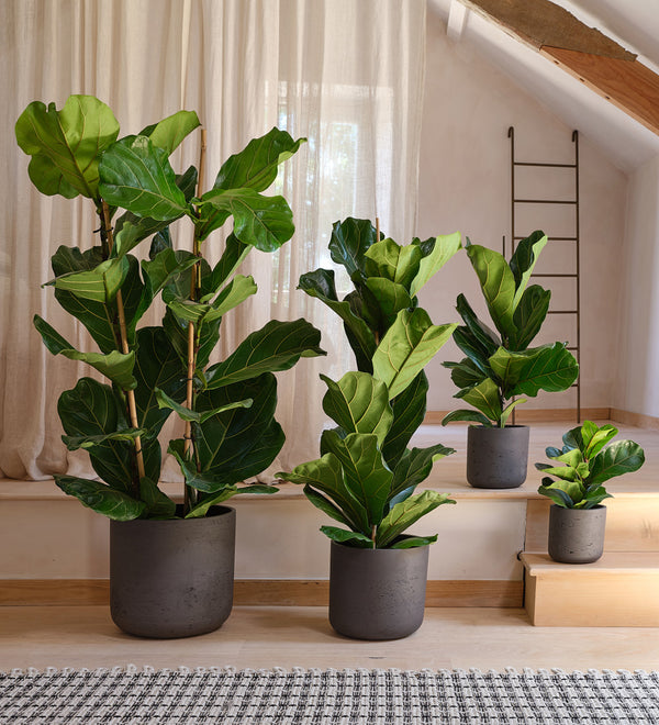 Fiddle Leaf Fig