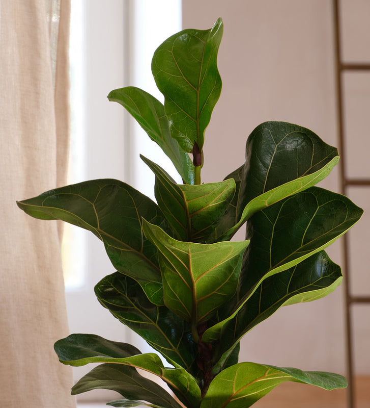 Fiddle Leaf Fig