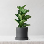 Fiddle Leaf Fig & Dalston Charcoal