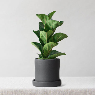 Fiddle Leaf Fig & Dalston Charcoal