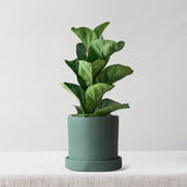 Fiddle Leaf Fig & Dalston Sea Spray - Leaf Envy