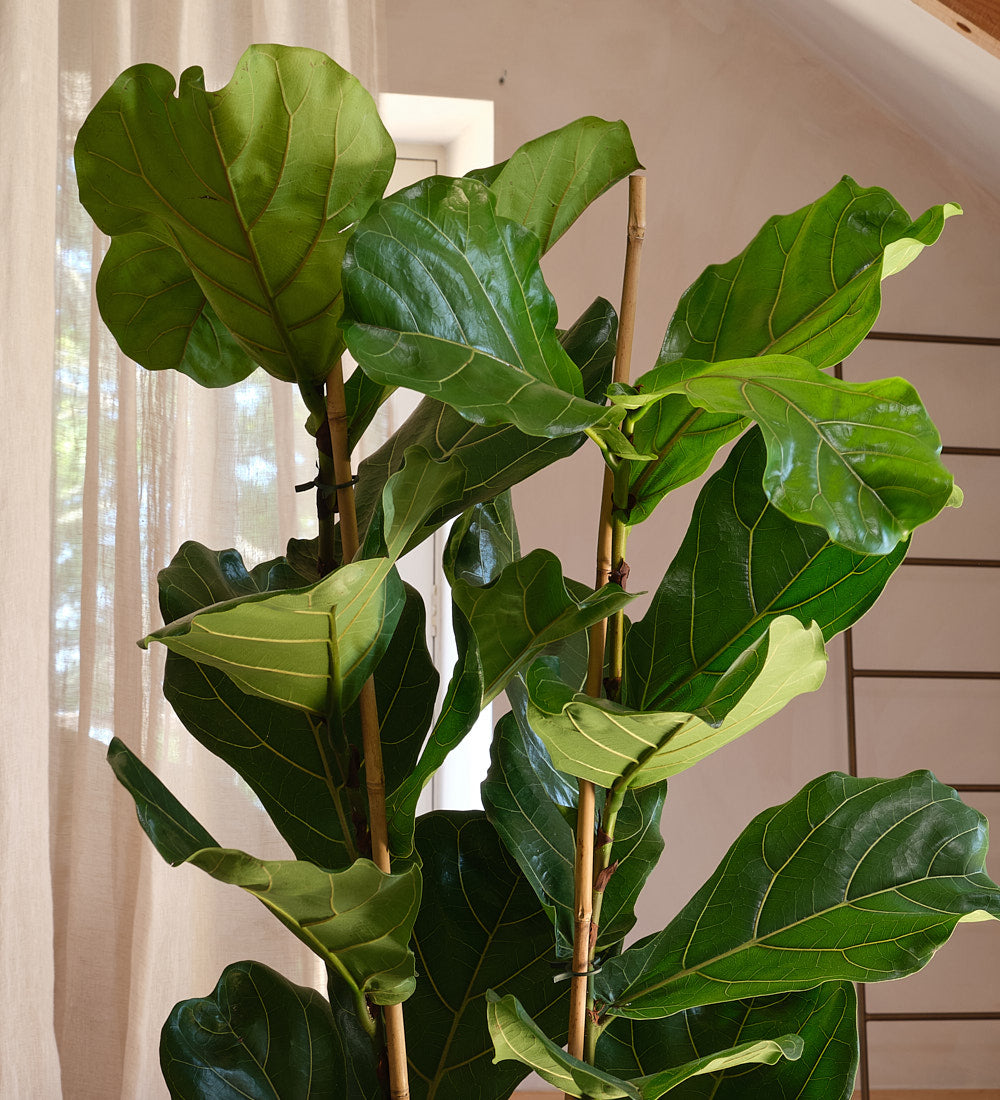 Two Stem Fiddle-Leaf Fig