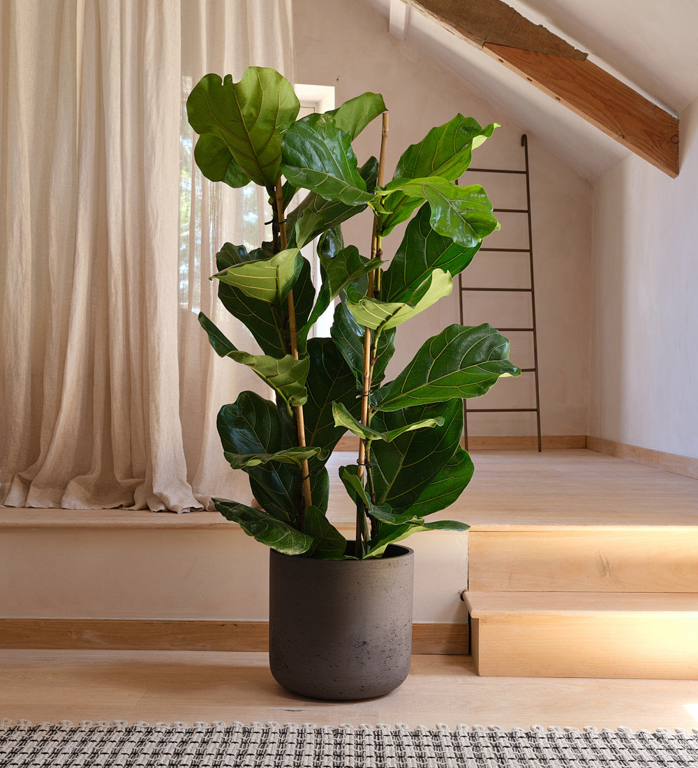 Fiddle Leaf Fig