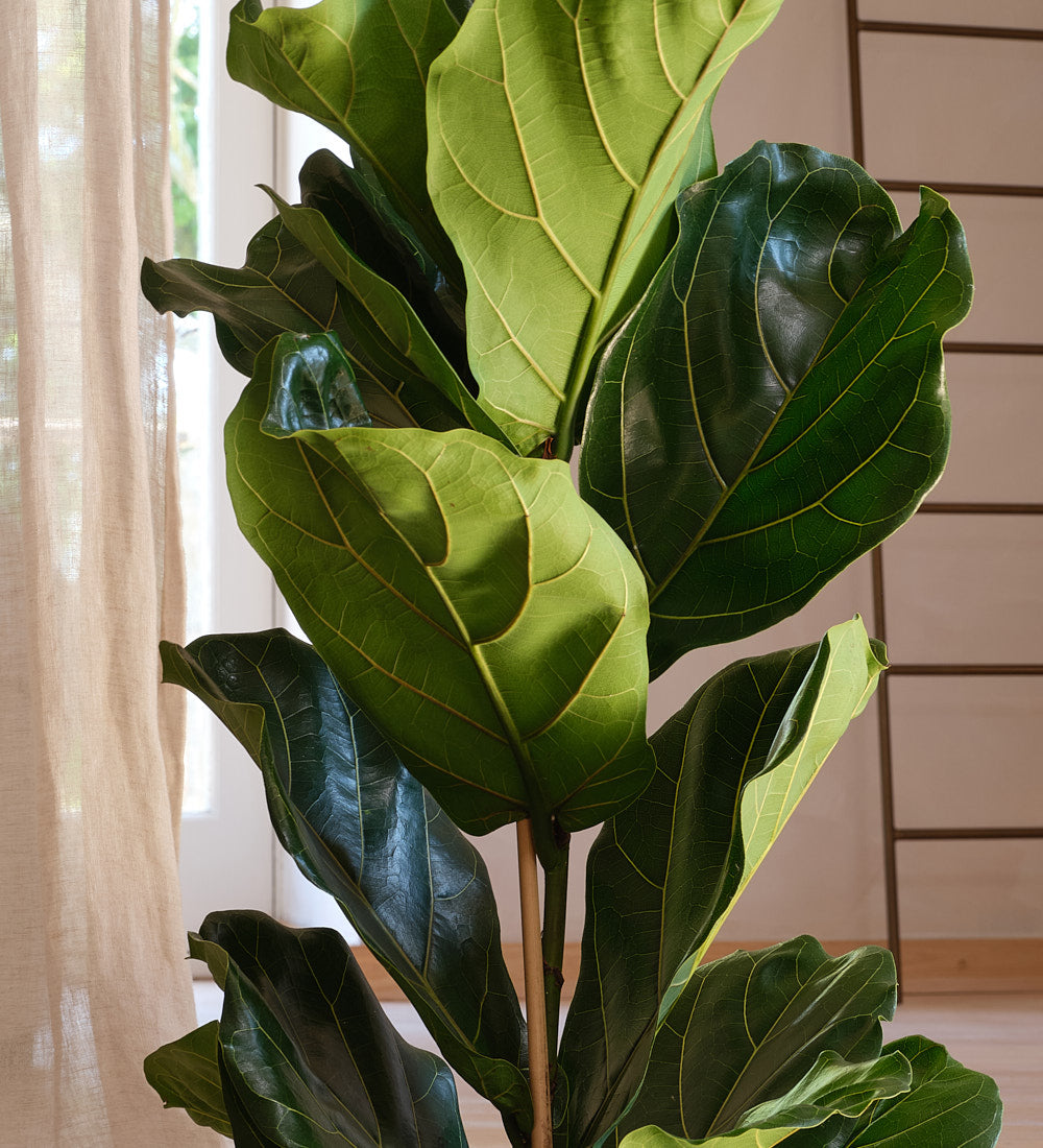 Fiddle Leaf Fig