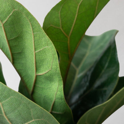 Fiddle Leaf Fig & Dalston Charcoal