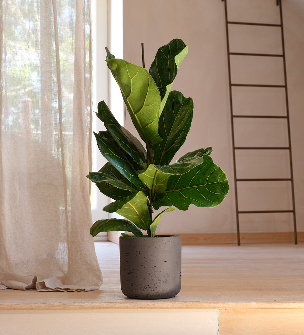 Fiddle Leaf Fig